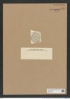 Auliscus punctatus var. striolatus Rattr (de-Toni-Nr.: Genus 171, Species 4326) Zeichnungen Sammlung Grunow Nr. 7895 (NHMW-BOT-W0377163)